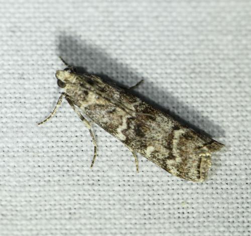 Dioryctria abietella